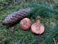 Lucfenyvesi rizike (Lactarius deterrimus), Őrség